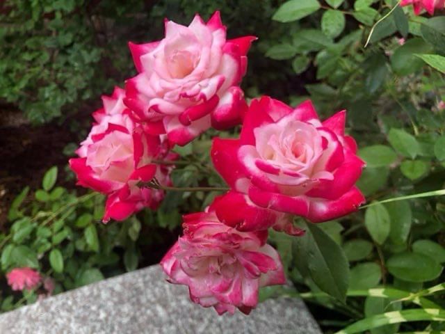A bunch of red and white roses are growing in a garden