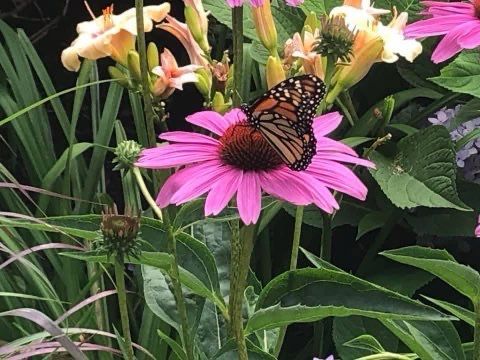 A butterfly is sitting on a pink flower in a garden.