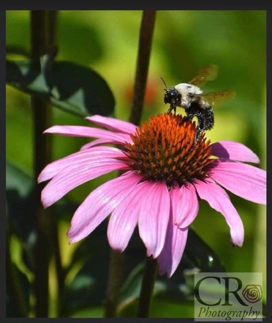 A bee is sitting on top of a pink flower with a cr photography logo in the corner