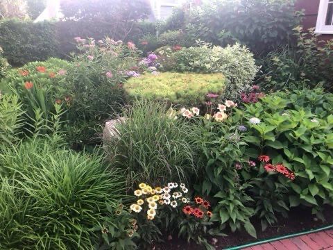 A garden filled with lots of plants and flowers.