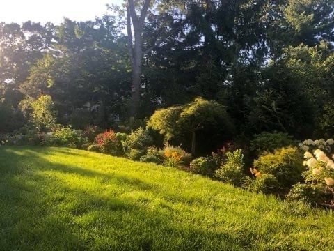 A lush green field with trees in the background