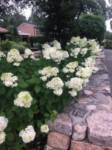 A bush with white flowers growing next to a stone wall.