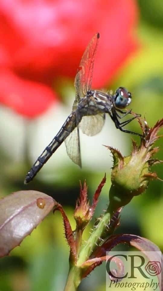 A dragonfly is perched on a flower bud.
