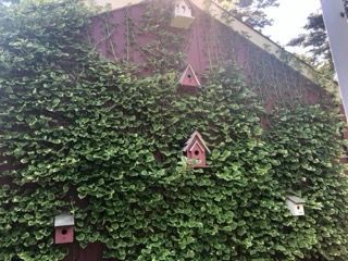 A row of bird houses hanging from a vine covered wall.