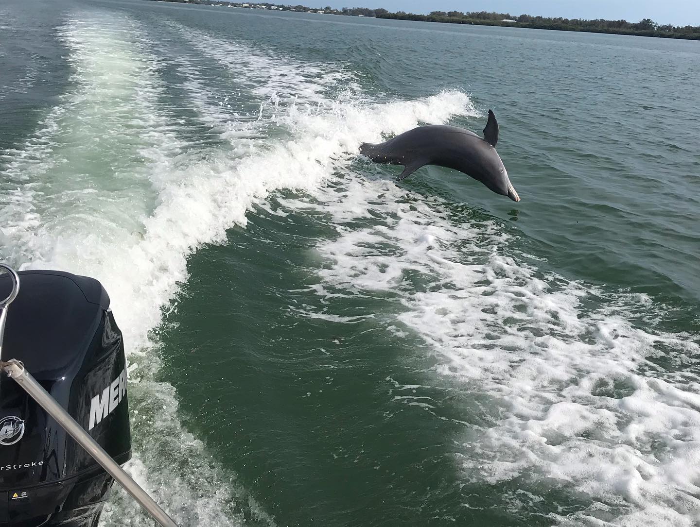 dolphin excursions near me