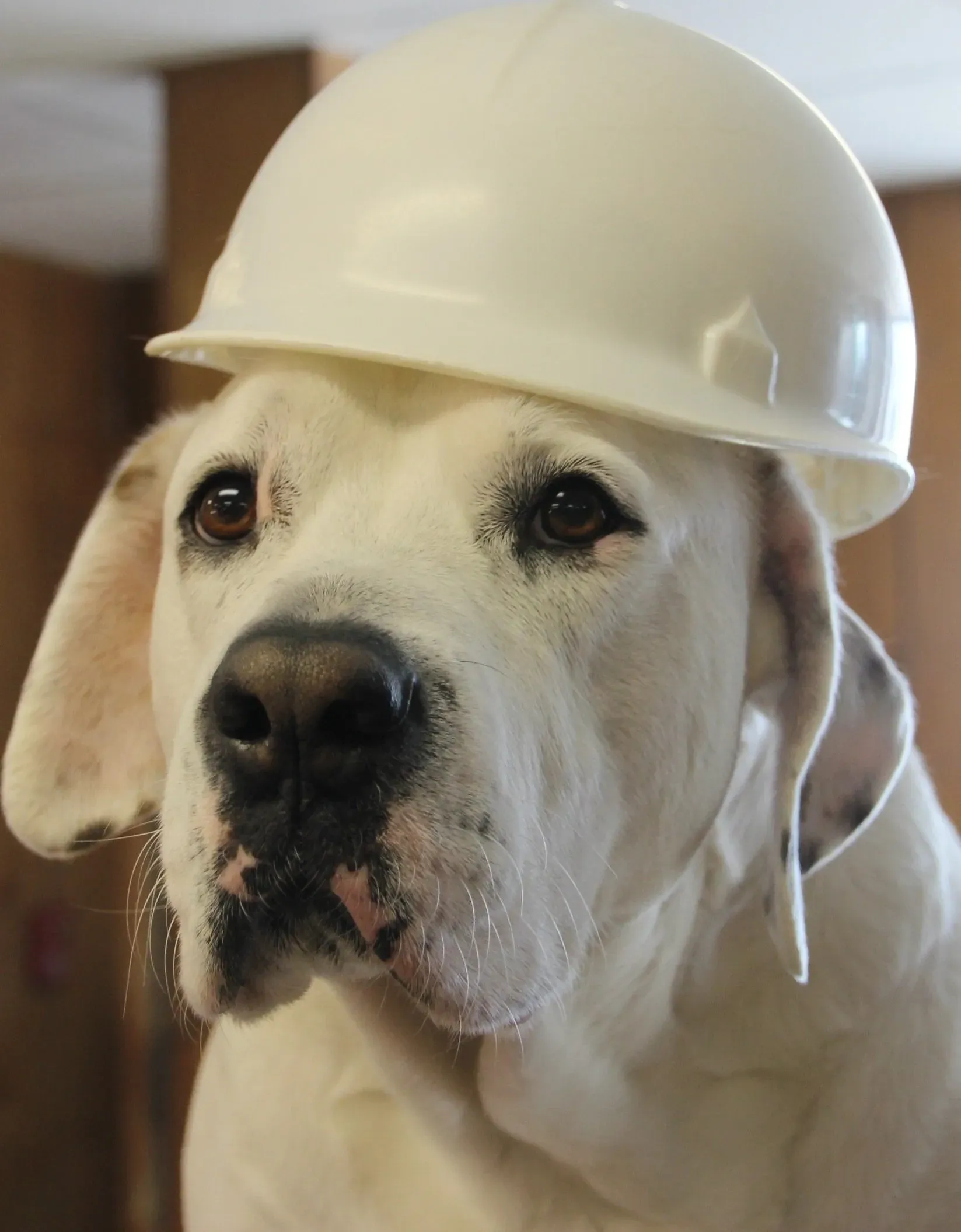 Dog wearing a hard hat