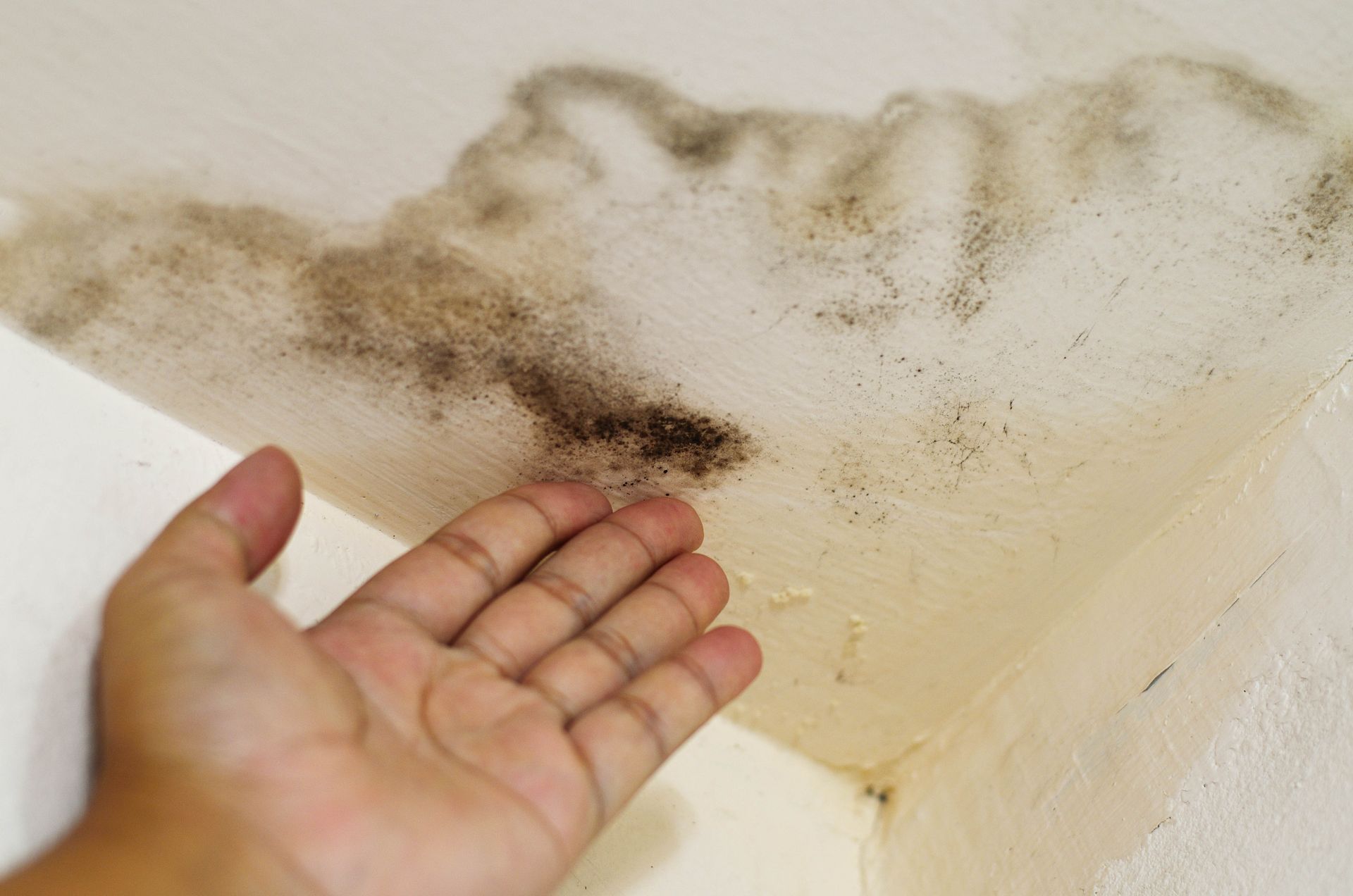 mold removal