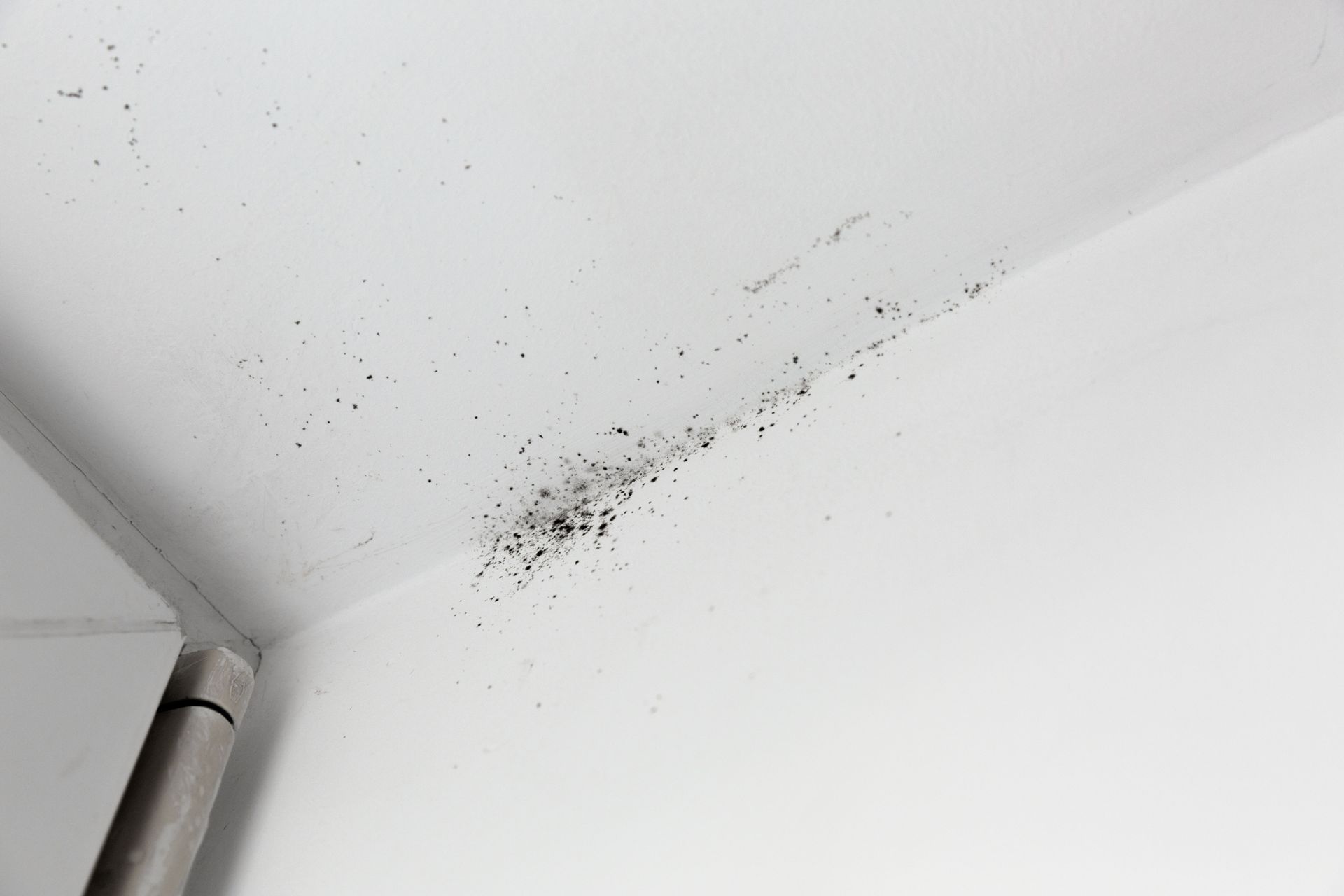 mold removal