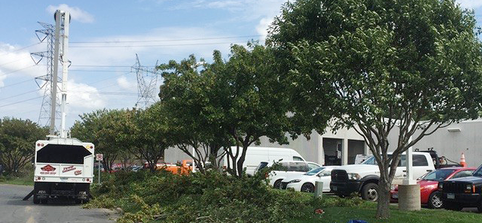 Tree trimming services