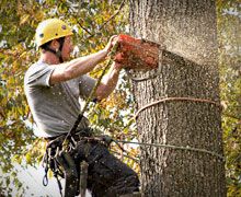 Tree removal services