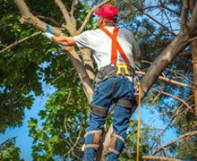 Tree topping services