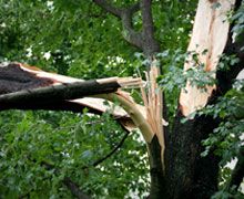 Storm damage tree