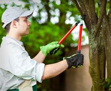 Tree trimming services