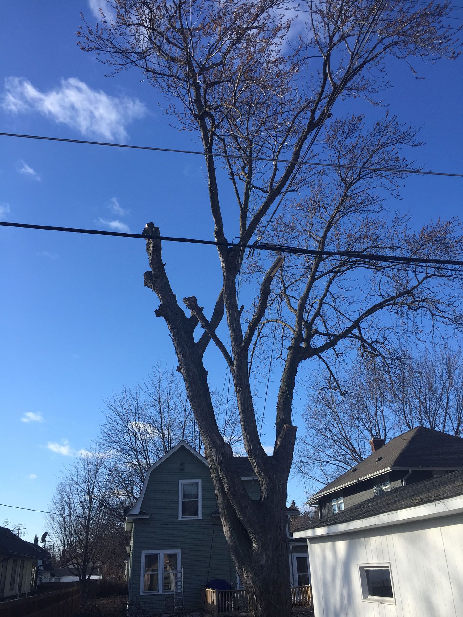 Tree Care Service