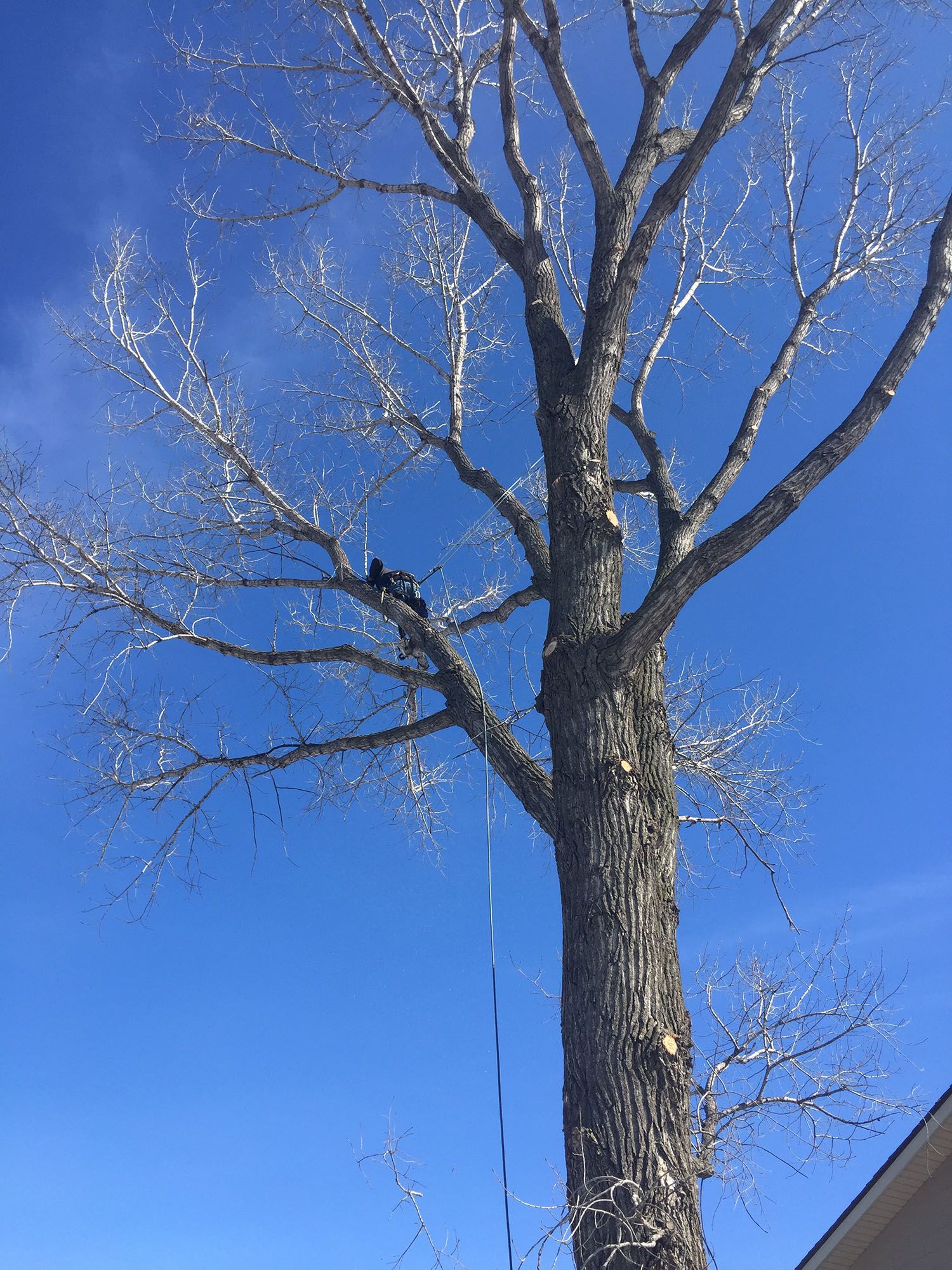 Tree Care Service
