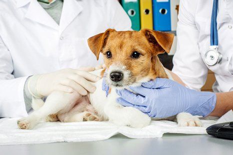 Veterinarian checking the dog