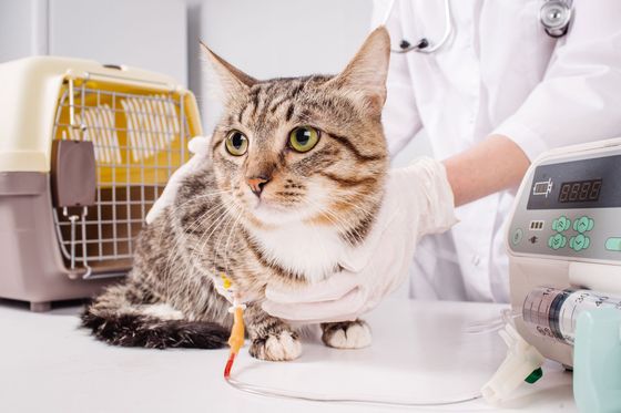 Cat in animal hospital