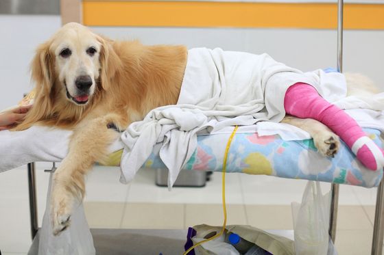 Dog with bandages
