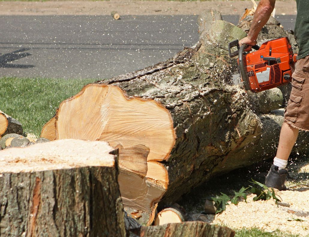 Worker cutting a large tree trunk with a chainsaw beside a stump