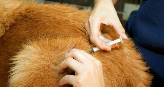 riverside pet supplies