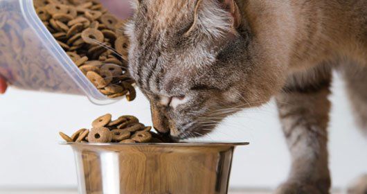 riverside pet supplies