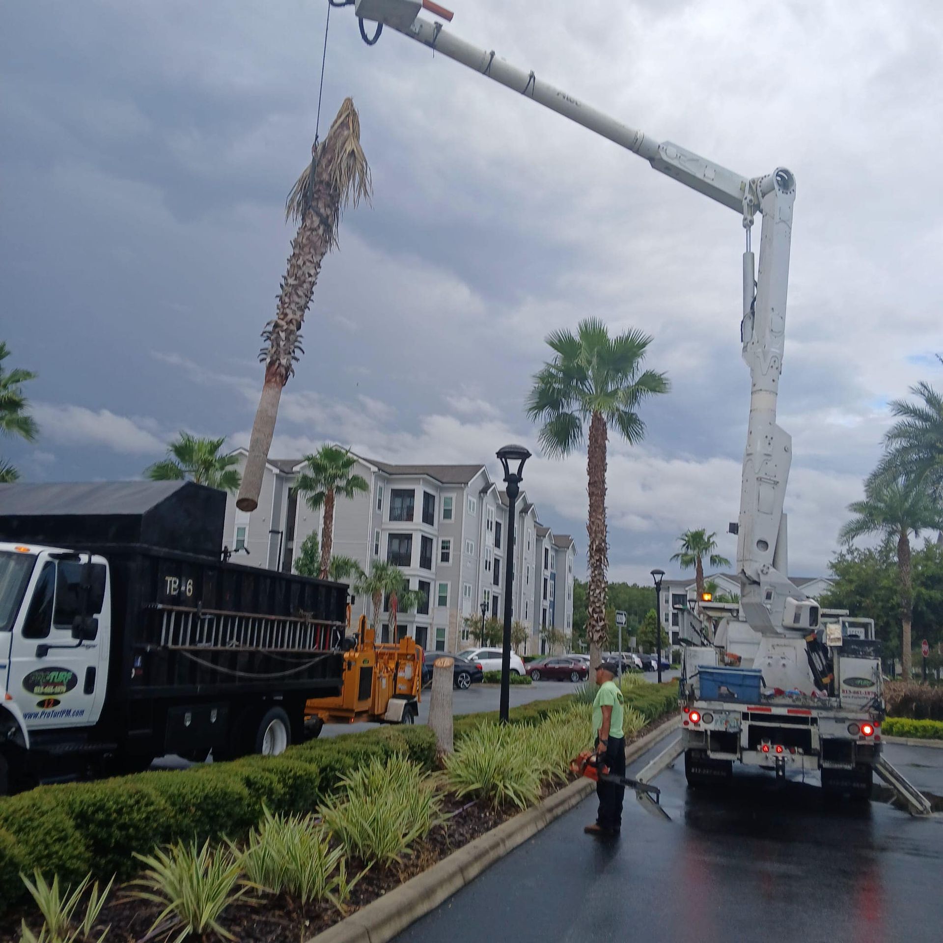 A crane is lifting a tree from a dump truck