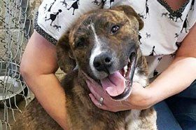 Colby Animal Clinic Animal Clinic Colby Ks