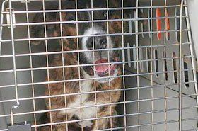 Colby Animal Clinic Animal Clinic Colby Ks