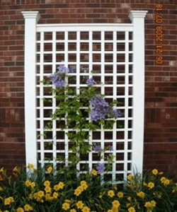 Purple flowers are growing on a white trellis in front of a brick wall