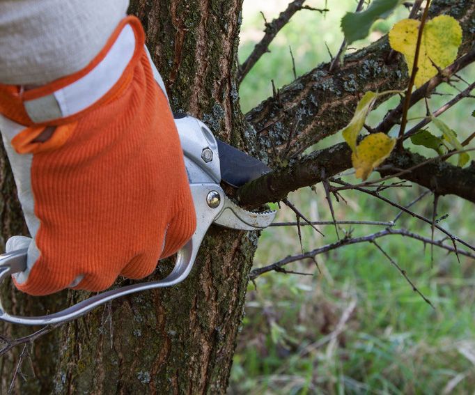 Tree pruning