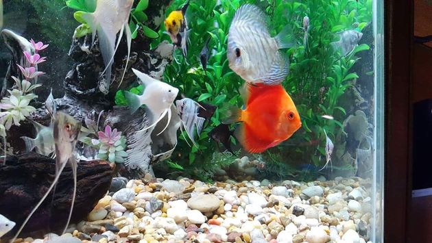 Fish tank with various fish. A bright orange fish near the center. Silver angelfish swim. Green plants and gravel.