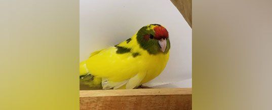 Yellow parrot with a red head and green wings perched on a wooden ledge.