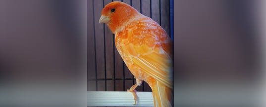 Orange canary perched on a white perch inside a cage.