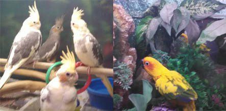 Four cockatiels and a sun conure; two separate settings.