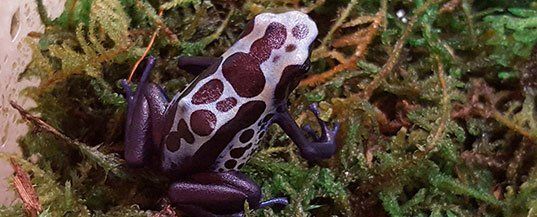 A dart frog with a white and maroon pattern on its back is in green moss.