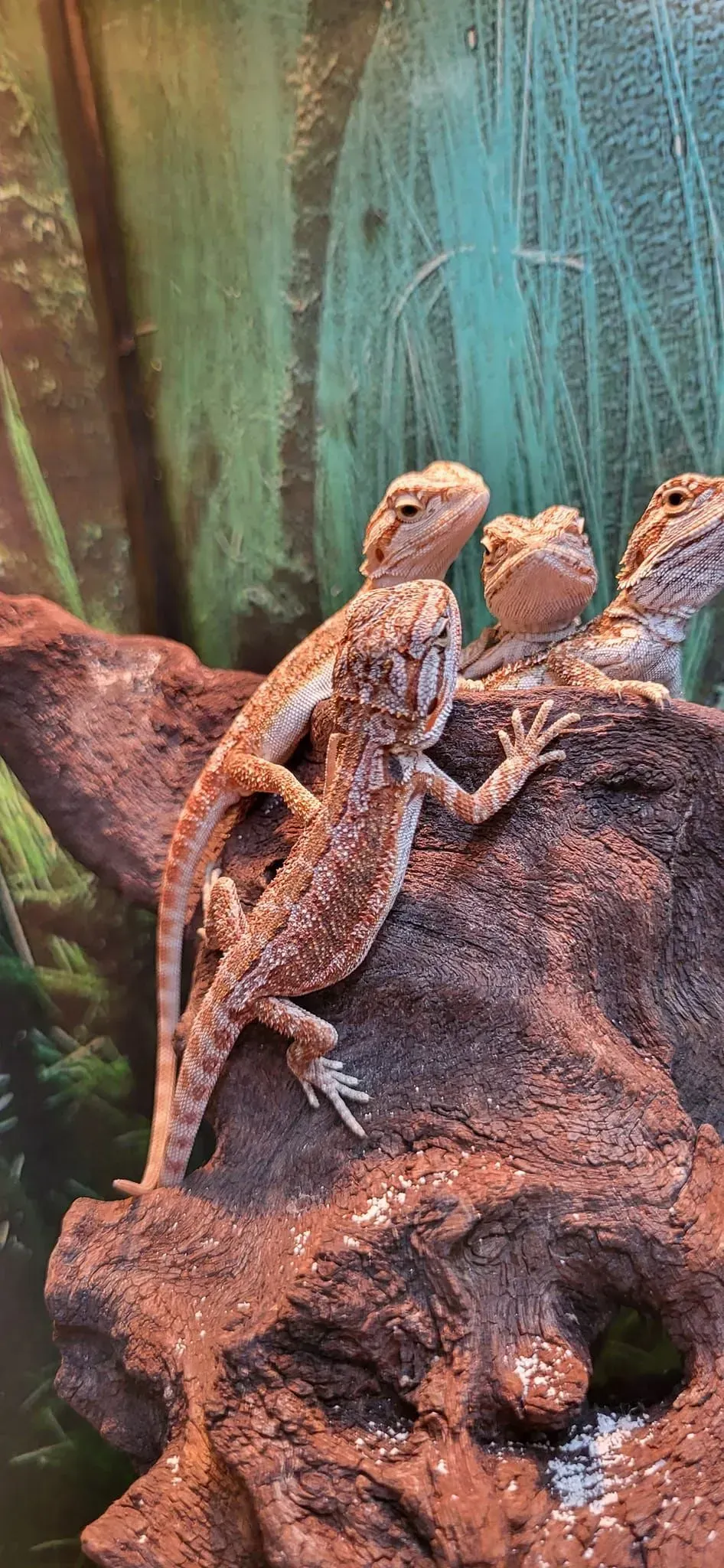 Three lizards perched on a textured brown rock, surrounded by green and blue plants.