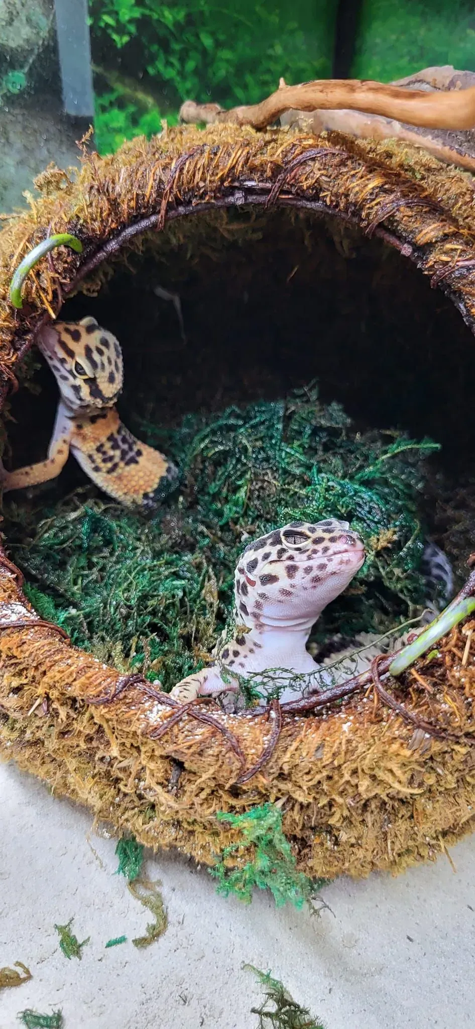 Two leopard geckos in a moss-lined hideaway, one looking out, the other near entrance.