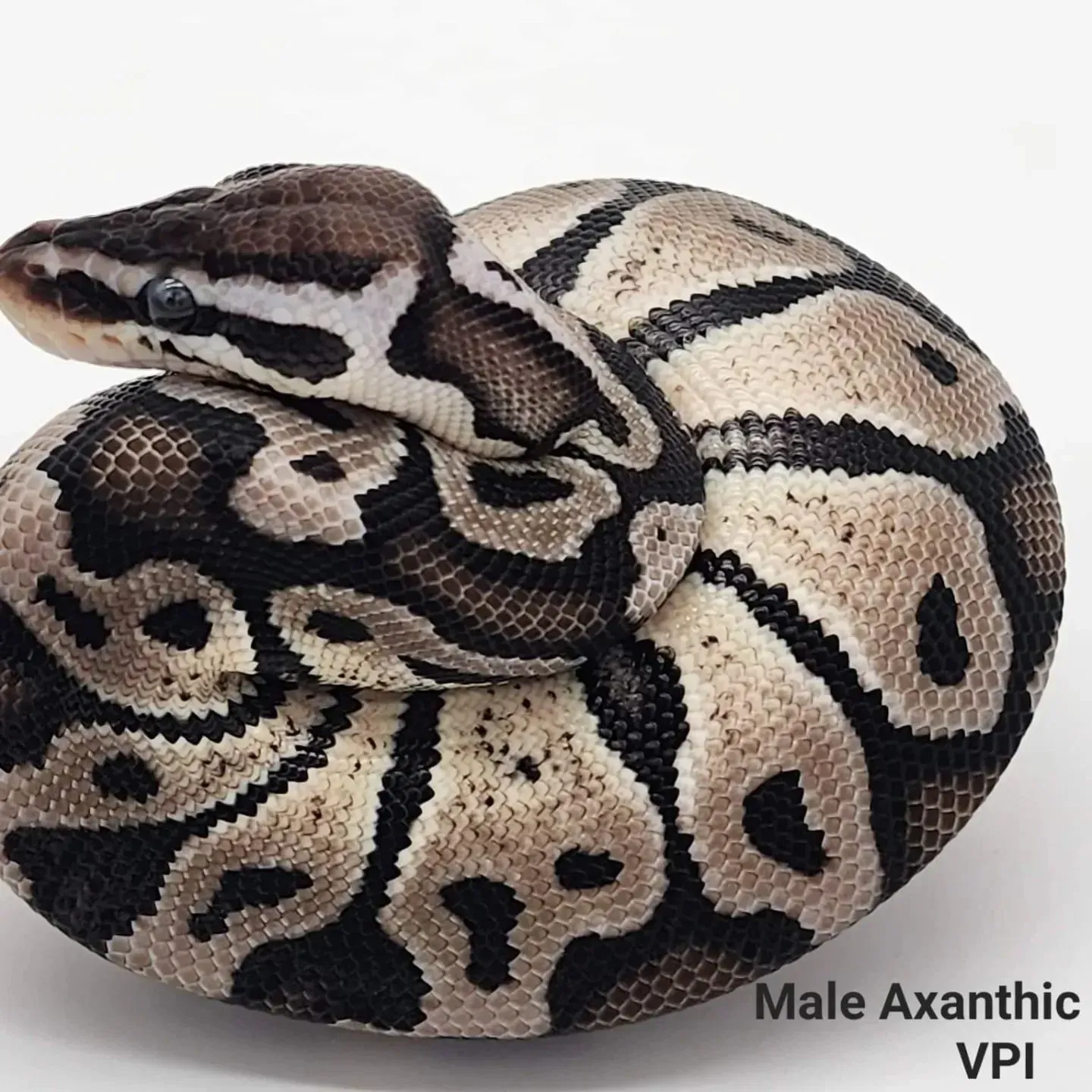 Ball python, male axanthic, coiled, dark and light patterns, on white background.