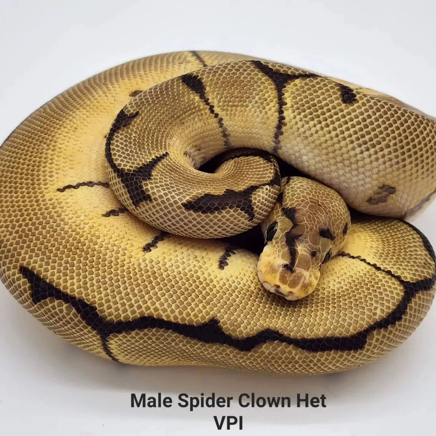 A coiled ball python with yellow and black markings. It is labeled 