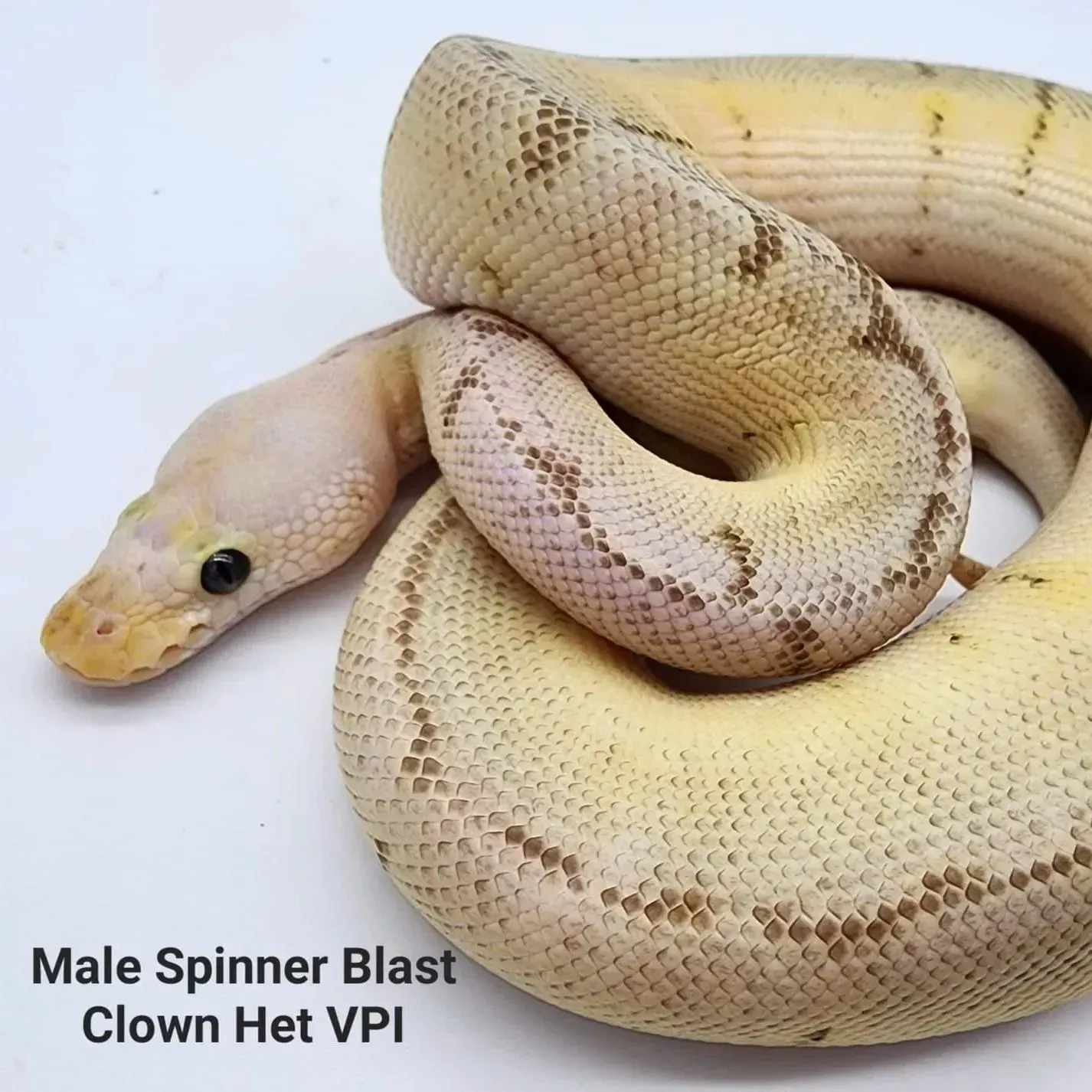 Male Spinner Blast Clown Het VPI ball python, cream and brown with black eyes, coiled on white.