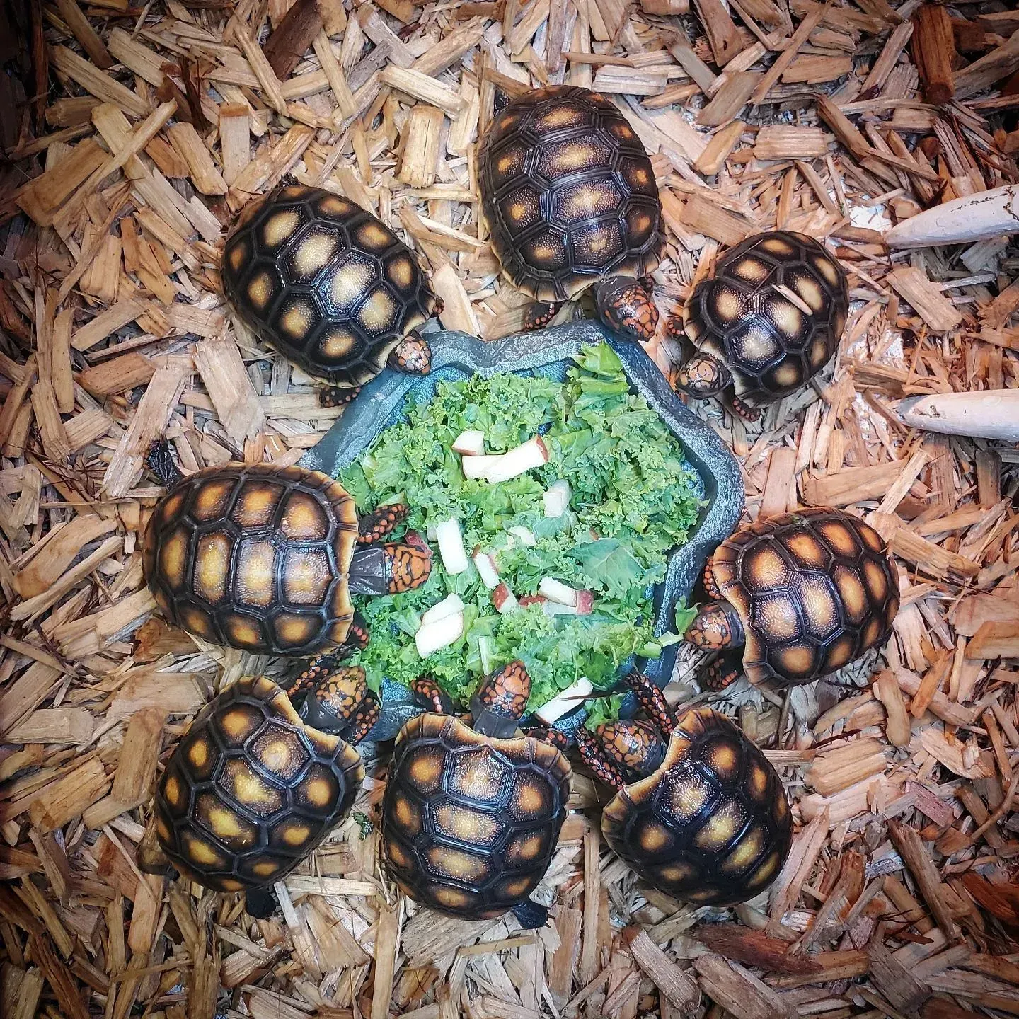 Eight small tortoises eating from a bowl of greens on wood chips.