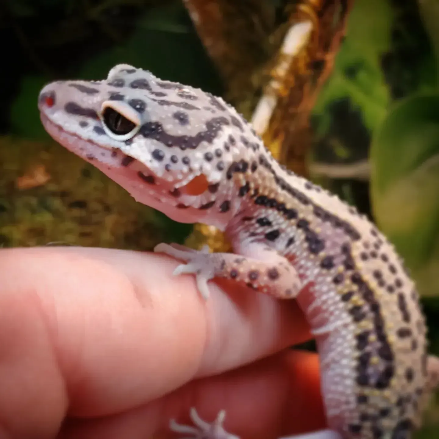 Leopard gecko, tan and black patterned, perched on a finger.