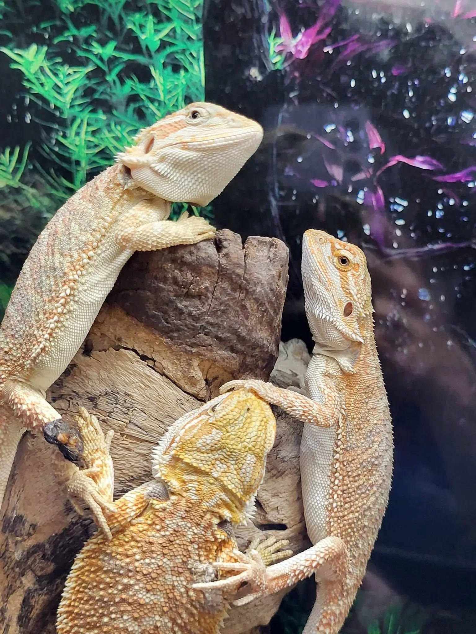 Three bearded dragons perched on a log, gazing upward in a terrarium with green and purple foliage.