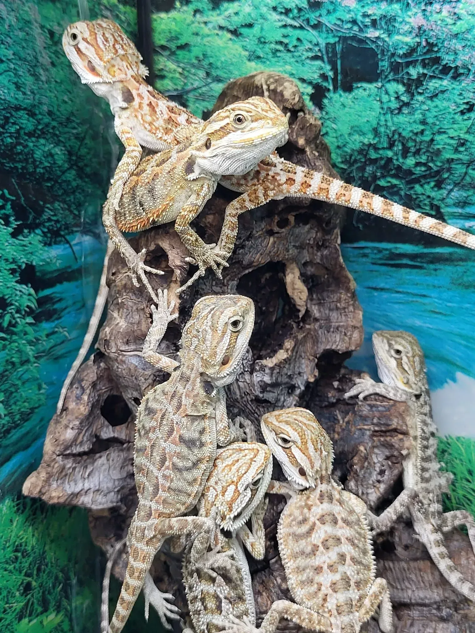 Six tan and brown bearded dragons perched on a piece of driftwood against a green and blue background.