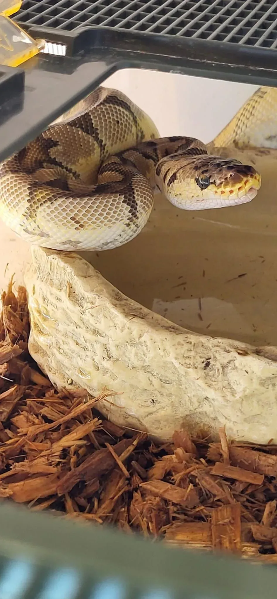 Ball python coiled in its enclosure, tan and brown patterned scales, head visible.