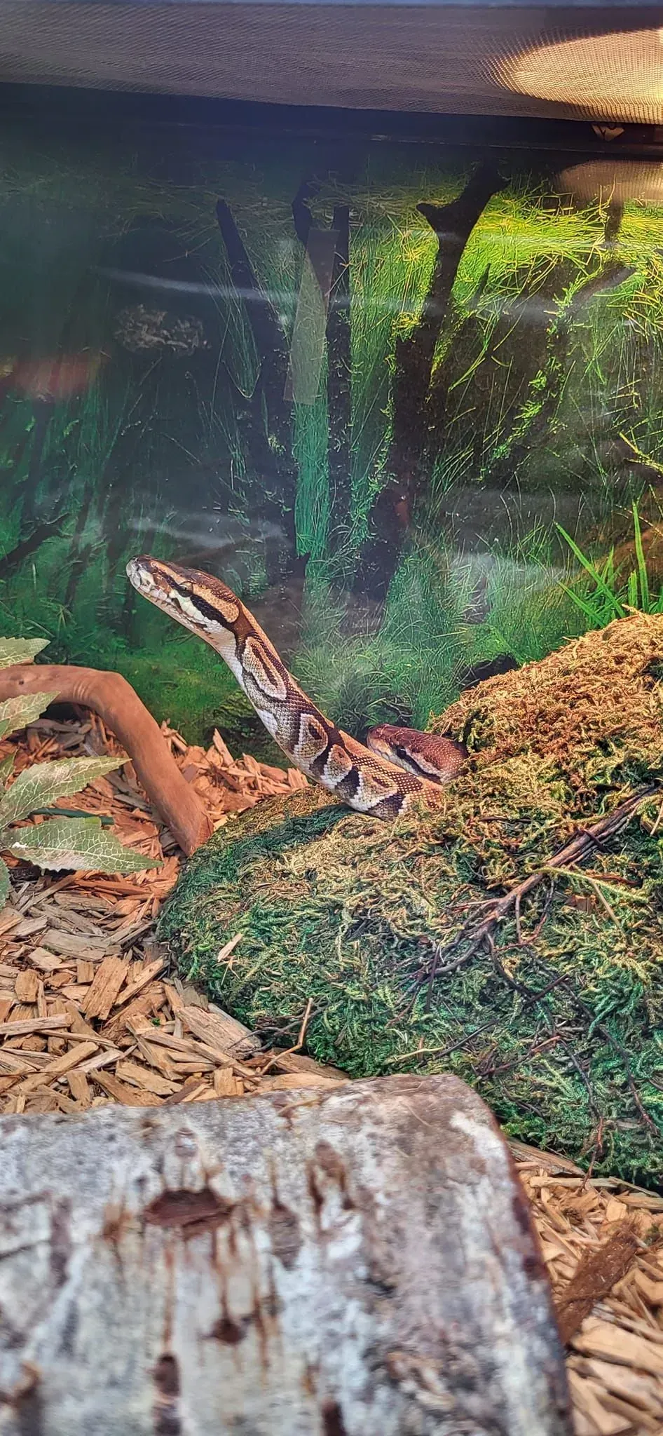 A snake with brown and tan markings sits on a mossy surface in a terrarium, looking upward.