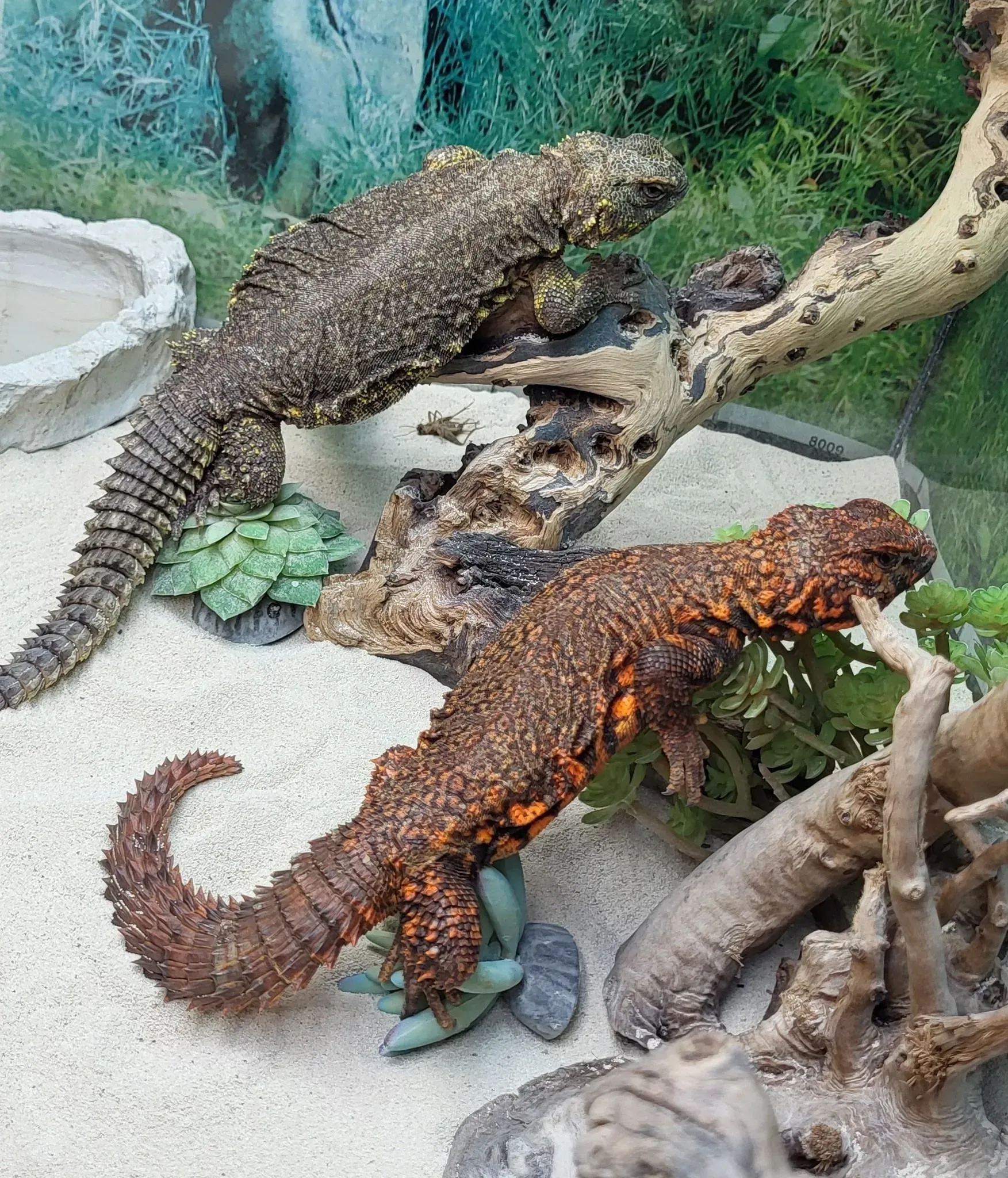 Two brown Armadillo Girdled Lizards in a terrarium with sand, branches, and plants.