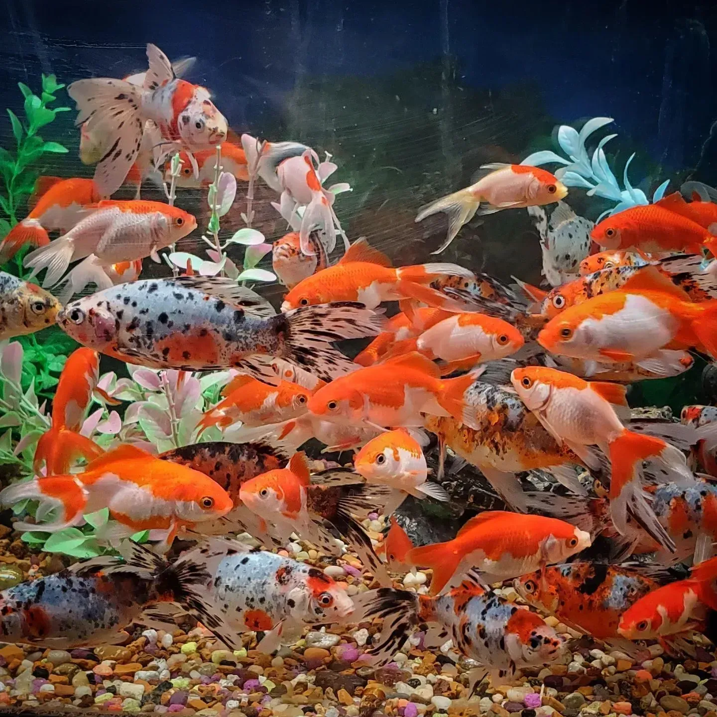 Goldfish in an aquarium with orange, white, and black markings, swimming around decorations and a gravel bottom.