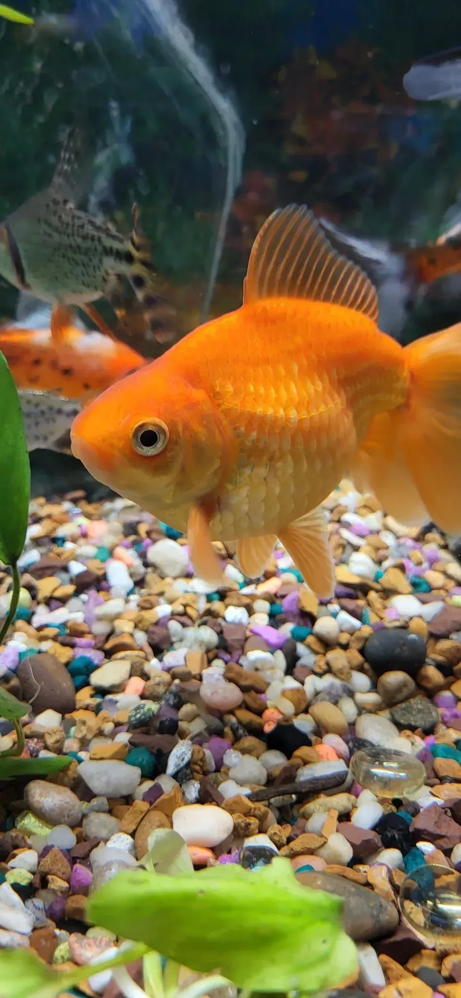 Orange goldfish in an aquarium, swimming above colorful gravel.