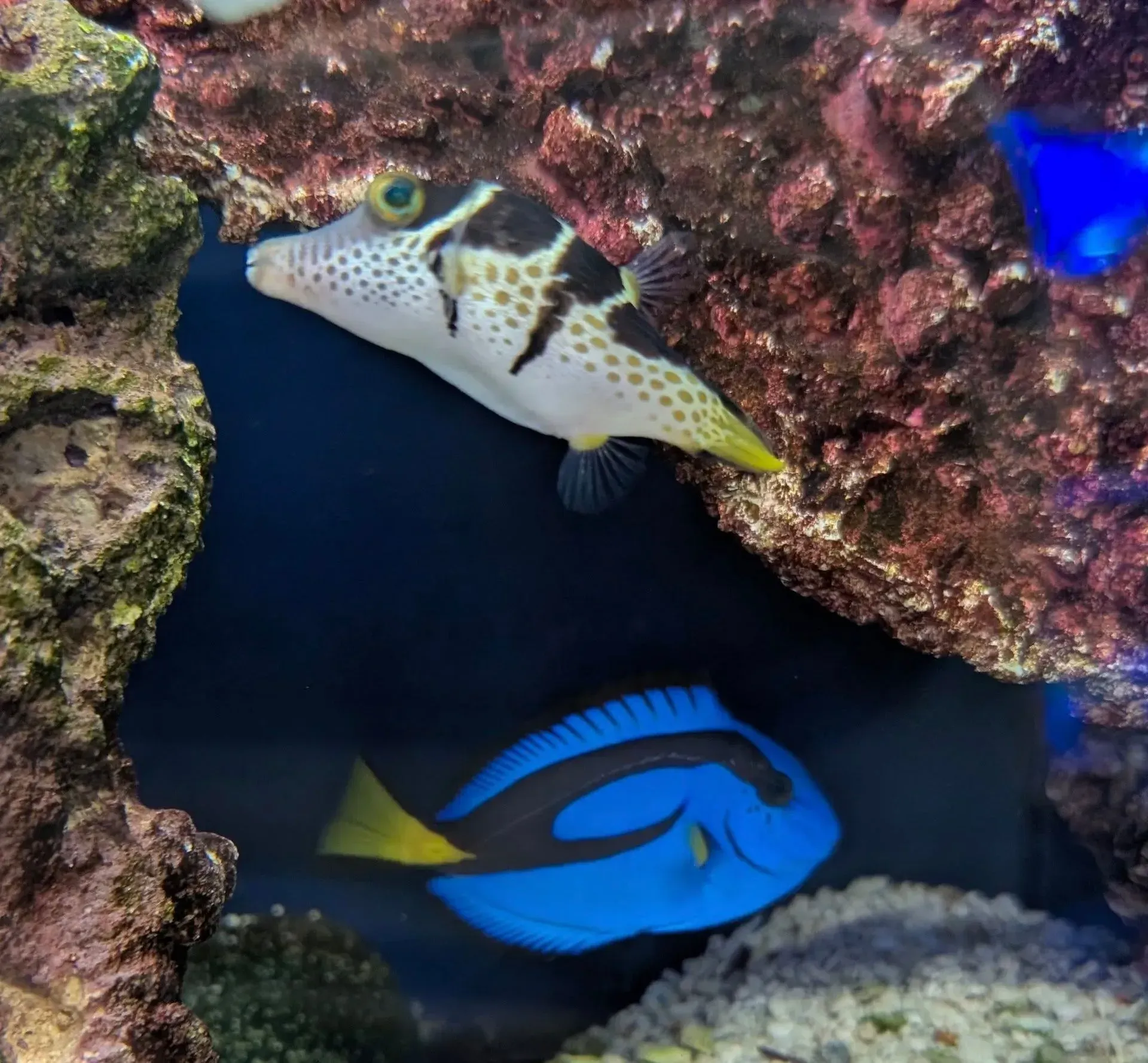 Two fish in an aquarium: a white spotted pufferfish and a blue tang, swimming near rocks.
